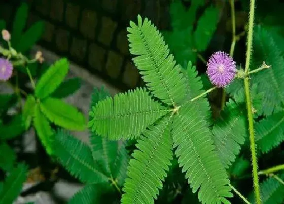 开花时间|含羞草多久开花一次