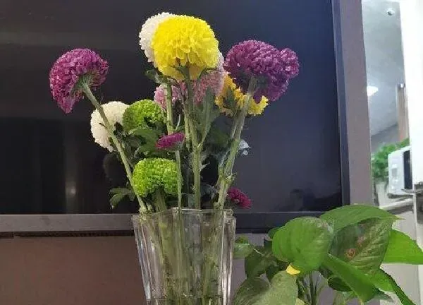 养殖科普|乒乓菊喜阴还是喜阳