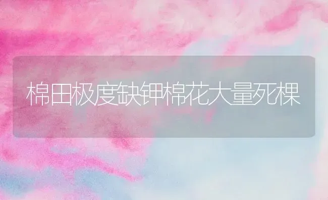 秋黄瓜肥水管理有讲究 | 蔬菜种植