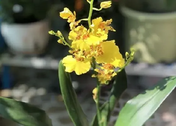 开花时间|跳舞兰一年开几次花 花期有多长时间