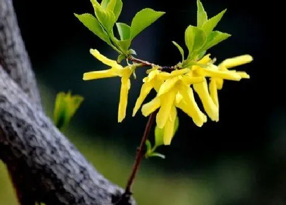 花卉百科|春天开的花有哪些（花名） 春季里的花有什么花