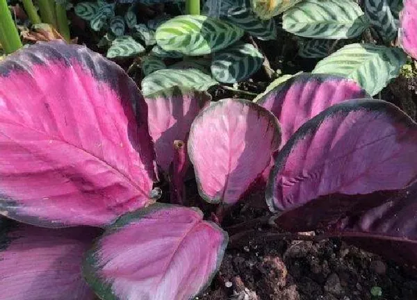 植物浇水|红羽竹芋怎么浇水方法
