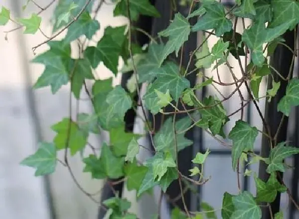 植物移栽|常青藤什么时候分盆最合适