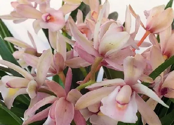 冬天植物|夜来香耐寒吗