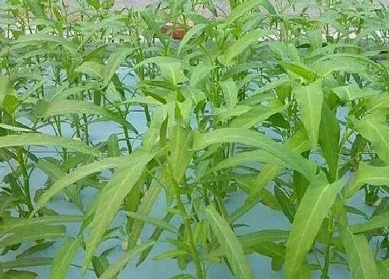 食用须知|空心菜开花了还能吃吗
