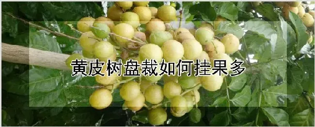 黄皮树盘裁如何挂果多 | 种植技术