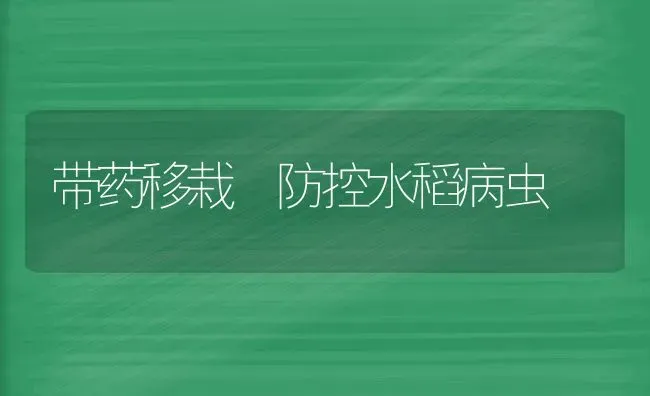 带药移栽 防控水稻病虫 | 粮油作物种植