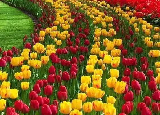 花语|什么花代表我爱你