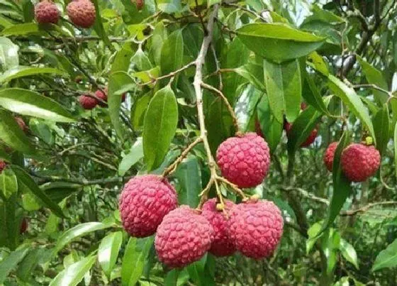 种植位置|贵州适合种荔枝树吗 在贵州能成活结果吗