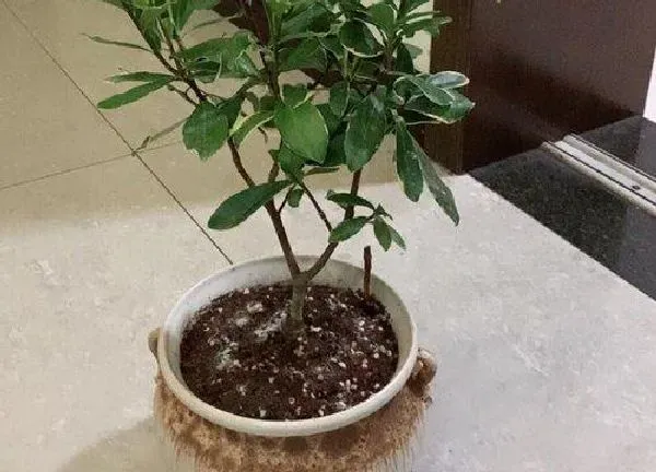 养殖方法|瑞香花的养殖方法和注意事项（怎么养护瑞香盆栽才开花）