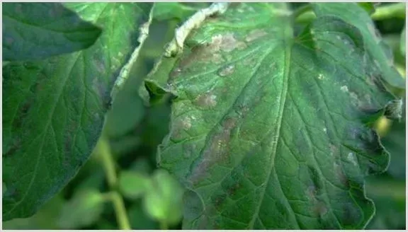 番茄发生冻害后的补救措施 | 种植病虫害