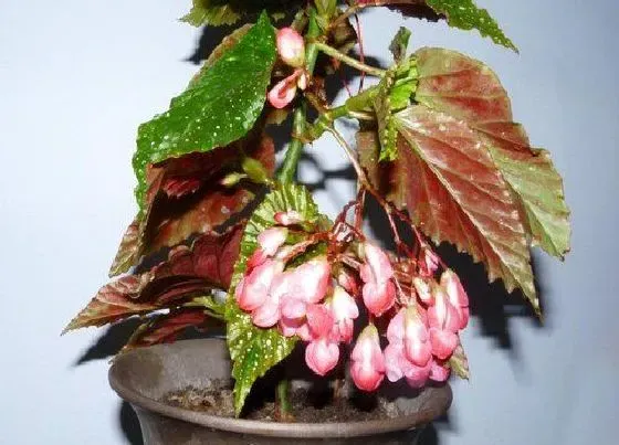 植物修剪|麻叶海棠怎么修剪方法
