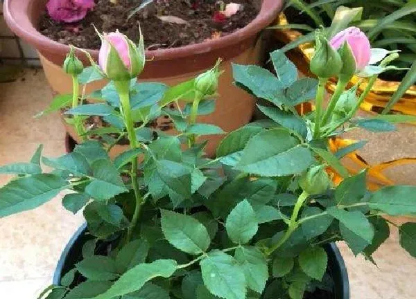 养殖科普|山茶花喜不喜欢阳光