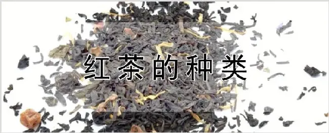 红茶的种类 | 种植技术