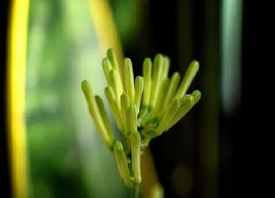 植物百科|虎皮剑开花吗 开花什么样子