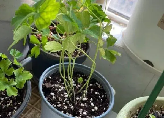 冬天植物|耧斗菜耐寒吗