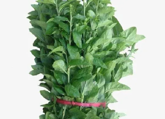 植物百科|枸杞叶是什么季节的菜