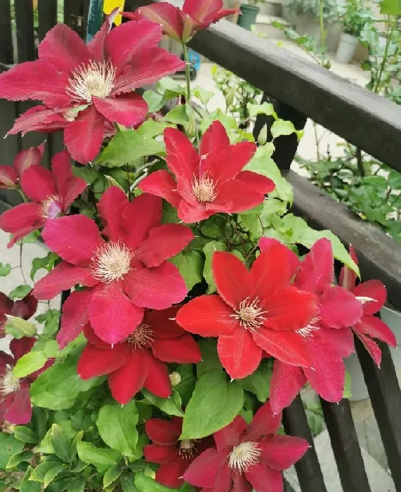 植物百科|铁线莲瑞贝卡优缺点（二类铁瑞贝卡花期长、修剪耐热特点）