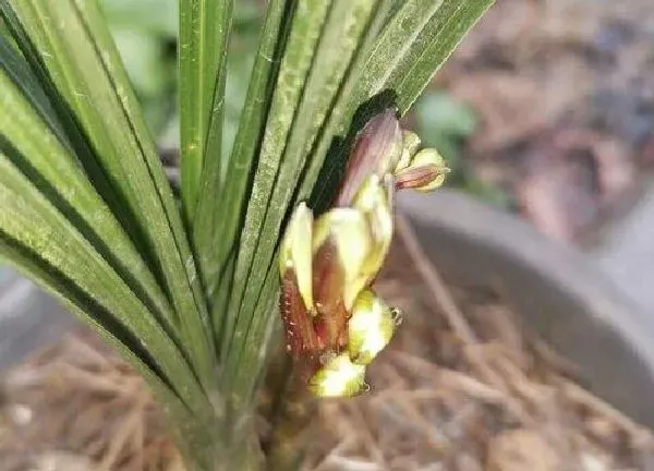 植物浇水|蕙兰多久浇一次水