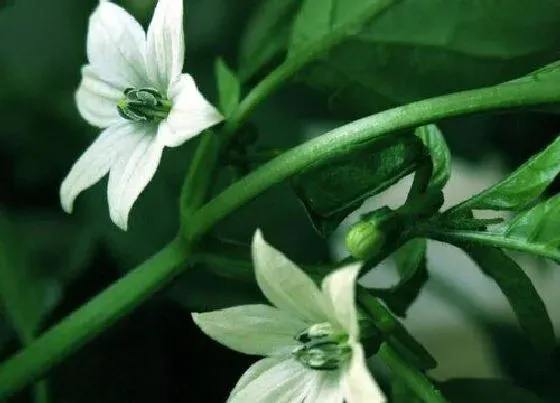 植物繁殖|夜来香怎么繁殖方法和注意事项
