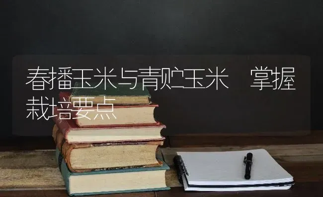春播玉米与青贮玉米 掌握栽培要点 | 粮油作物种植