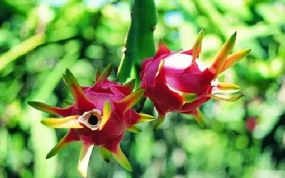 植物播种|火龙果种子怎么种植 种植时间与方法全过程