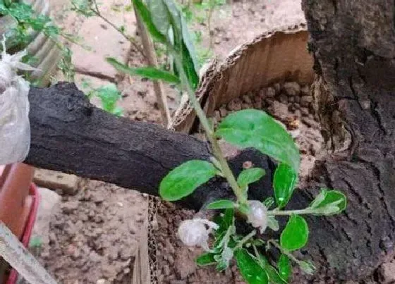 开花时间|胡秃子几月份开花结果