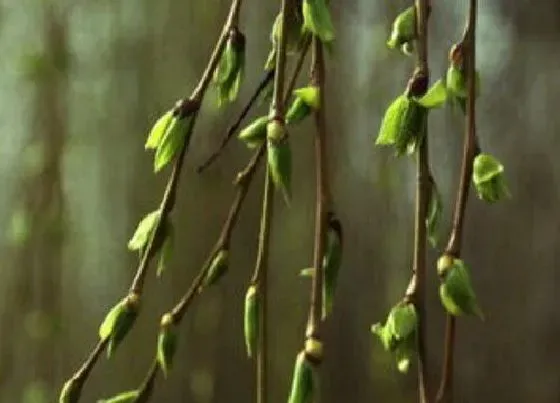 果实成熟|柳芽采摘时间和收获季节
