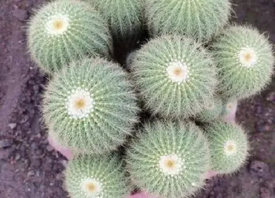 花语|仙人球开花有什么寓意 开花是什么兆头