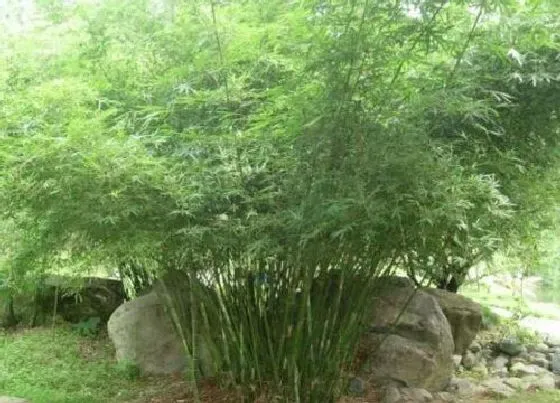 植物排行|十大名贵竹子品种有哪些（中国最珍贵的稀有竹子品种）