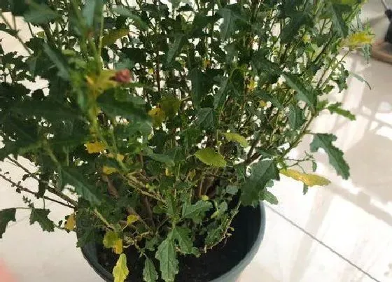 植物百科|木槿花又叫什么花