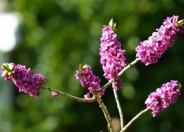 养殖方法|瑞香花怎么养家庭养法