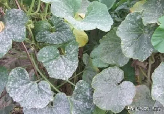 植物病害|苦瓜苗期有哪些病虫害（种植苦瓜容易发生的病虫害及防治）