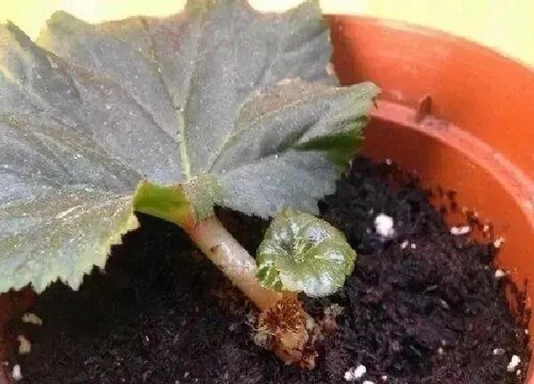植物扦插|海棠花插枝能活吗