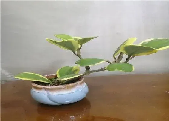 植物百科|球兰适合在室内养吗