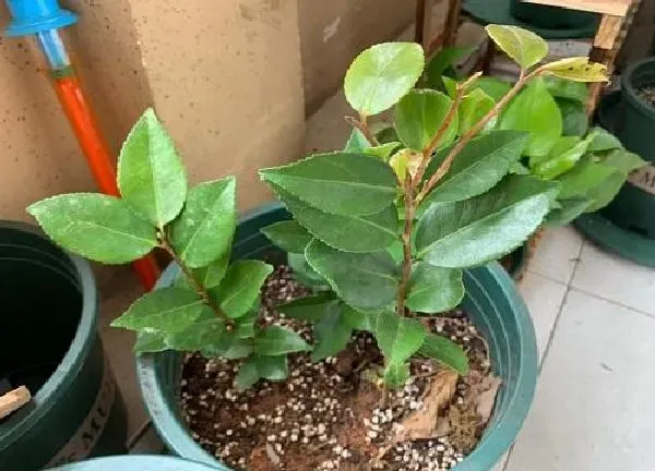 养殖科普|山茶花喜不喜欢阳光