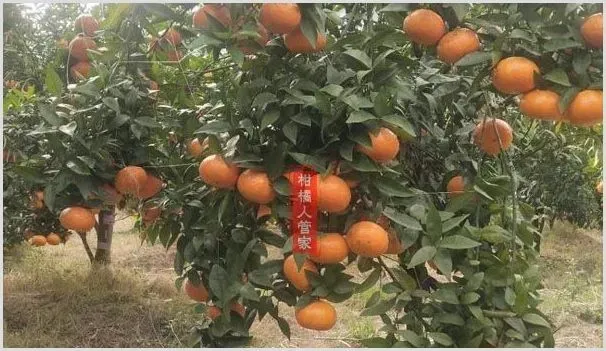 武鲜柑优缺点解析 | 农业技术