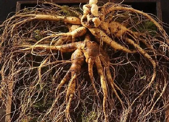 植物百科|人参能活多少年