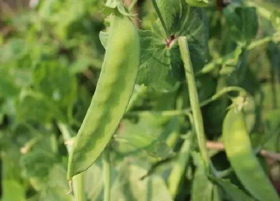 植物播种|眉豆什么时候播种