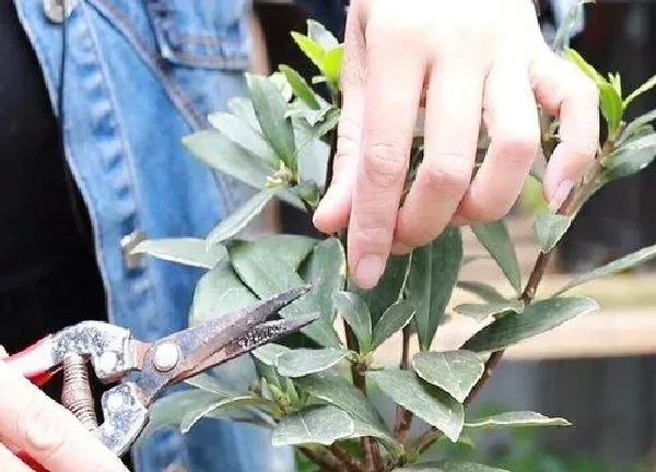 养殖方法|瑞香花的养殖方法和注意事项（怎么养护瑞香盆栽才开花）
