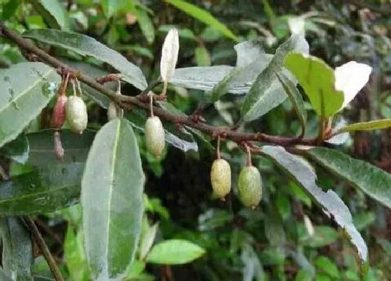 开花时间|胡秃子几月份开花结果