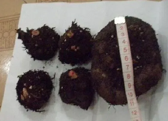 种球|球根海棠种球保存方法与种植时间