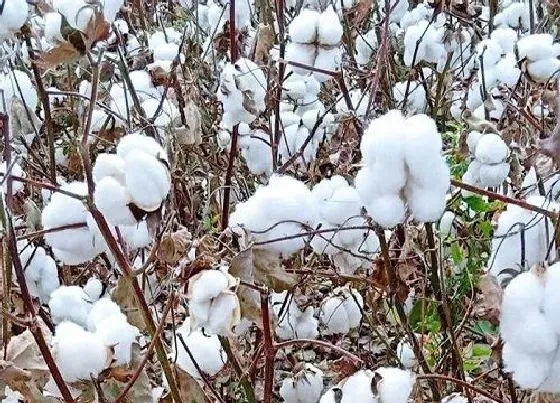 果实成熟|棉花什么时候采摘最好 收获季节是几月份