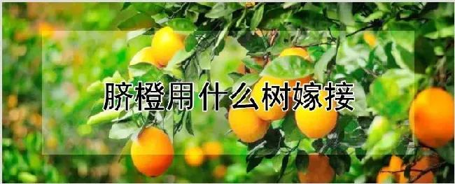 脐橙用什么树嫁接 | 养殖技术