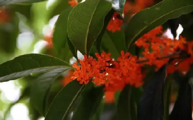 养殖科普|桂花哪个品种适合盆栽（家庭盆栽桂花什么品种最好最香）