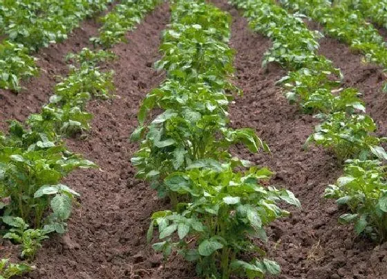 植物施肥|种土豆用什么肥料好 种土豆施什么肥高产