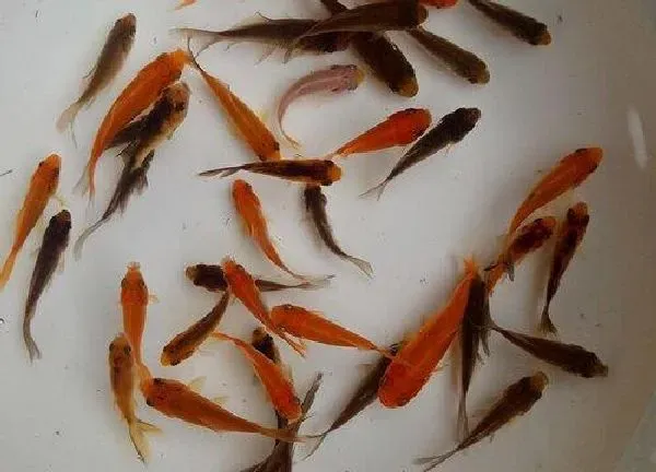 植物浇水|养鱼水可以浇多肉吗