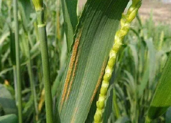 种植管理|麦子几月份种合适