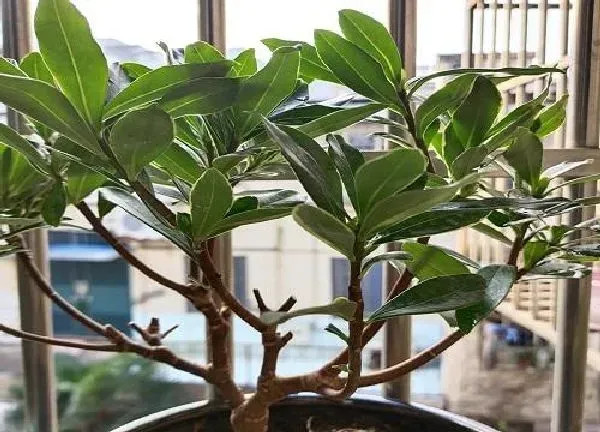 养殖方法|瑞香花的养殖方法和注意事项（怎么养护瑞香盆栽才开花）