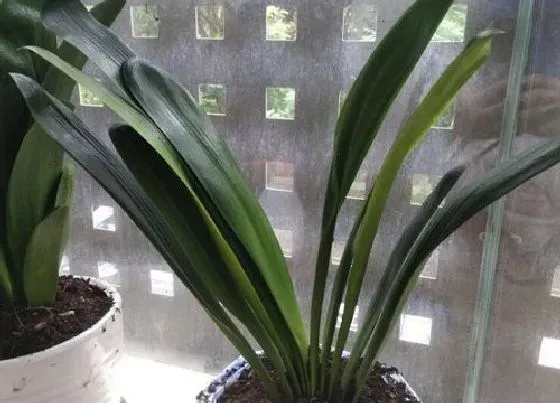 冬天植物|君子兰抗冻吗